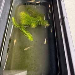 メダカ　幼魚　未選別　の画像