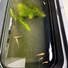 メダカ　幼魚　未選別　の画像