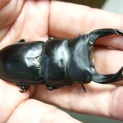 三重県産オオクワガタ F1 ♂70.6ミリ ♀46.2ミリ ペアの画像