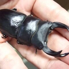 三重県産オオクワガタ F1 ♂70.6ミリ ♀46.2ミリ ペアの画像