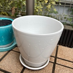 鉢2つの画像