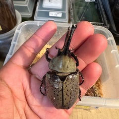 グラントシロカブト♂単品の画像