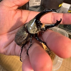 グラントシロカブト♂単品の画像