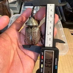 グラントシロカブト♂単品の画像