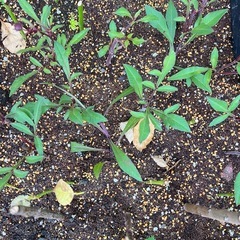 40〜50代 畑女子メンバー募集♪一緒に花や野菜を育てませんか？ - 前橋市