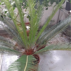 ソテツでした。の画像