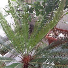 ソテツでした。の画像