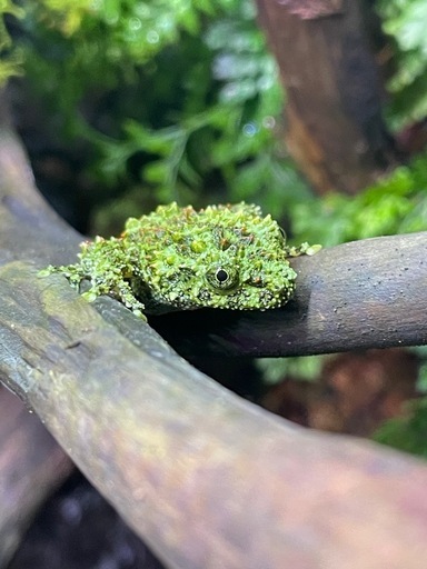 再投稿ベトナムコケガエル5匹セット