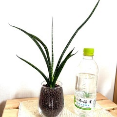 観葉植物　サンスベリア
の画像