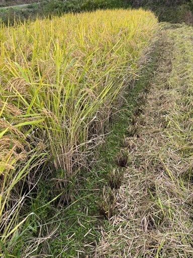 新米「あいちのかおり」30キロ(玄米)