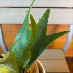 コウモリラン べイチーの画像