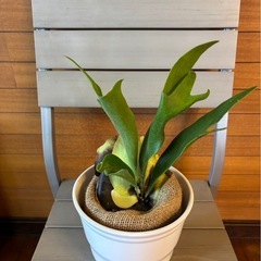 コウモリラン べイチーの画像