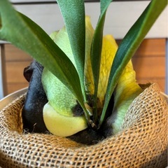 コウモリラン べイチーの画像