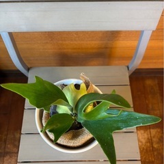 コウモリラン べイチーの画像