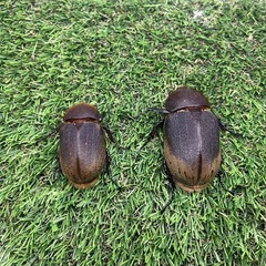格安出品🔥DH.ヘラクレス ♂♀♀トリオ 3頭セット の画像
