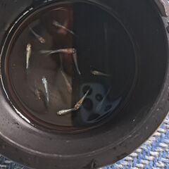 (決まりました)めだかMIX(15匹)②の画像