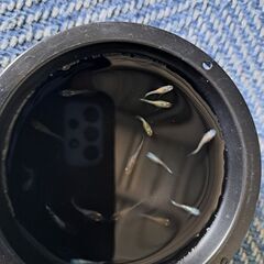 (決まりました)めだかMIX(15匹)②の画像