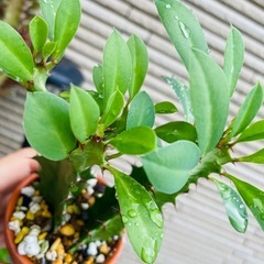 鉢のままお渡し　雨ざらしで育てている　サボテン名前不明　の画像