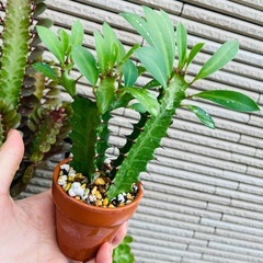 鉢のままお渡し　雨ざらしで育てている　サボテン名前不明　の画像