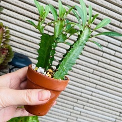 鉢のままお渡し　雨ざらしで育てている　サボテン名前不明　の画像