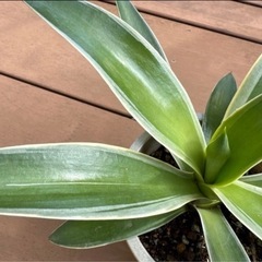【沖縄 観葉植物】アガべ ベネズエラ 5号　苗ポットの画像