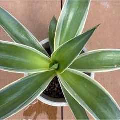 【沖縄 観葉植物】アガべ ベネズエラ 5号　苗ポットの画像