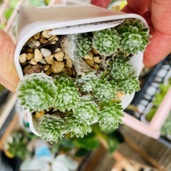 多肉植物　センペルビウム　アークティックホワイト　ぬき苗にてお渡しです　の画像
