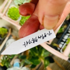 多肉植物　センペルビウム　アークティックホワイト　ぬき苗にてお渡しです　の画像