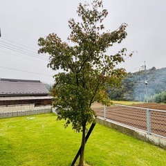 もみじの画像