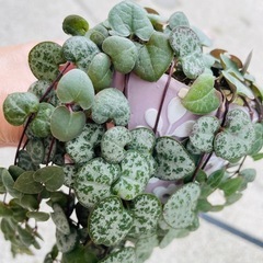 観葉植物　1メートルほど伸びたハートカズラ　ぬき苗にてお渡しの画像