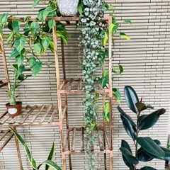 観葉植物　1メートルほど伸びたハートカズラ　ぬき苗にてお渡しの画像