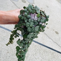 観葉植物　1メートルほど伸びたハートカズラ　ぬき苗にてお渡しの画像