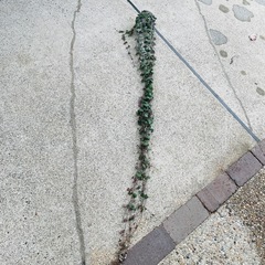 観葉植物　1メートルほど伸びたハートカズラ　ぬき苗にてお渡しの画像