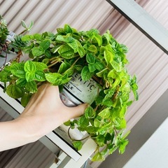 葉の薄いタイプののスエーデンアイビー？？アンティーク調鉢ごとお渡しです？かんよう観葉植物の画像