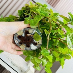 葉の薄いタイプののスエーデンアイビー？？アンティーク調鉢ごとお渡しです？かんよう観葉植物の画像