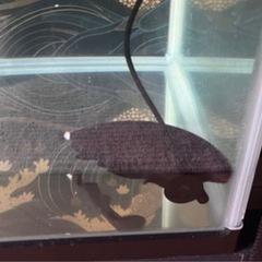 アロワナとブラックゴーストの画像