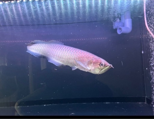 アロワナとブラックゴースト