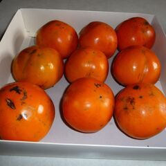 (産地直送)10個　もぎたて　兵庫県産 甘柿　