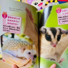 絵本　こども　5冊セット　しまじろう　猫　図鑑　紙パックの画像