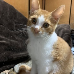 生後約3～4ヶ月 子猫