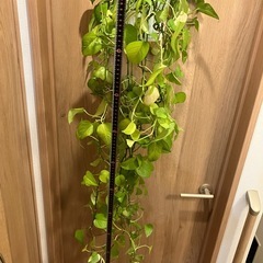 ポトス　2鉢　観葉植物の画像