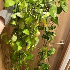 ポトス　2鉢　観葉植物の画像