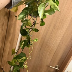 ポトス　2鉢　観葉植物の画像