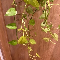 ポトス　2鉢　観葉植物の画像