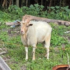 2歳になるオスヤギお譲りします