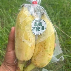 【本日限定 20時以降取引】宜野座村産
アップルバナナ 1袋3本入。 の画像