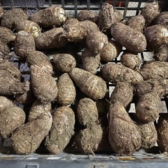 里芋の画像