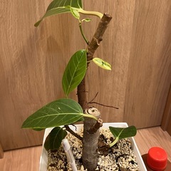 フィカス アルテシマ　ゴムの木　の画像