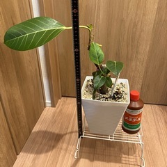 フィカス アルテシマ　ゴムの木　の画像