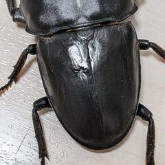 スマトラオオヒラタクワガタ♂♀ペアの画像